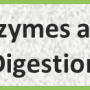 enzymes_digestion.png