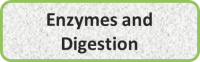 Enzymes and Digestion