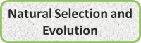 Natural Selection and Evolution