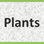 plants.png